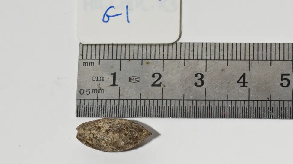 Ilmuwan Hidupkan Benih Pohon Alkitab Misterius Berusia 1.000 tahun di Gurun Yudea, Bahan Baku&nbsp;Balsem?